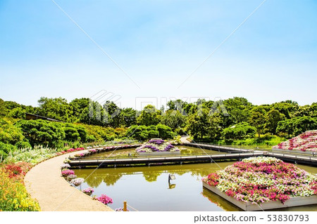 玫瑰玫瑰園足利花卉公園 玫瑰玫瑰園足利花卉公園 53830793