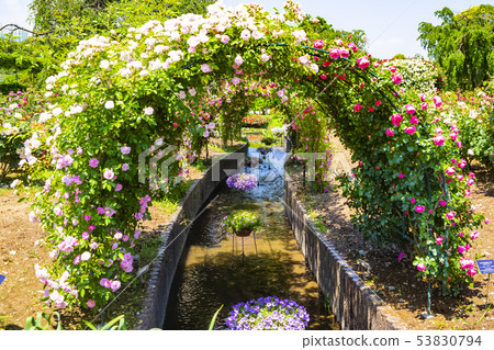 玫瑰玫瑰園足利花卉公園 玫瑰玫瑰園足利花卉公園 53830794