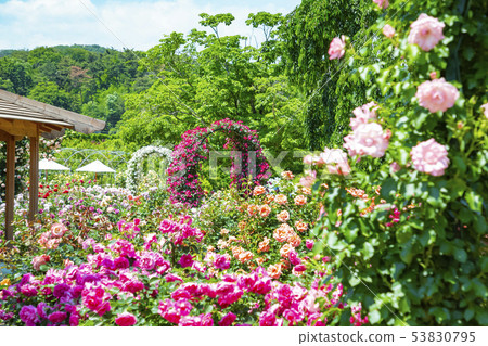 玫瑰玫瑰園足利花卉公園 53830795