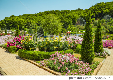 Rose Rose Garden Ashikaga Flower Park Rose Rose Garden Ashikaga Flower Park 53830796