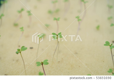Seeds prepared for hydroponic vegetables. 53831030