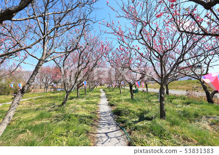 Sa玉縣八潮市中川八潮花公園 Sa玉縣八潮市中川八潮花公園 53831383