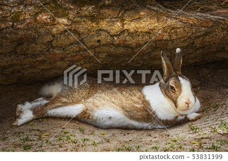 The rabbit lies on the ground The rabbit lies on the ground 53831399