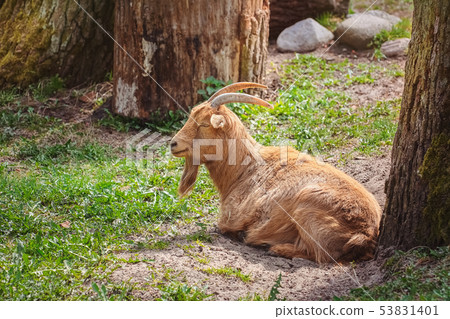 The goat on the ground The goat on the ground 53831401
