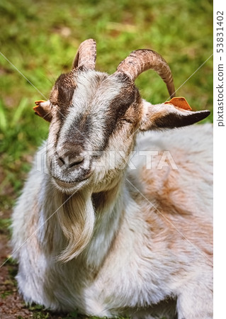 Portrait of goat Portrait of goat 53831402