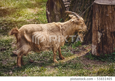 Goat on the Grass 53831405