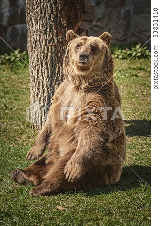Brown bear on the green grass Brown bear on the green grass 53831410