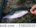 Freshwater fish on green grass. 53832019