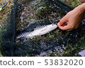 Freshwater fish on green grass. 53832020