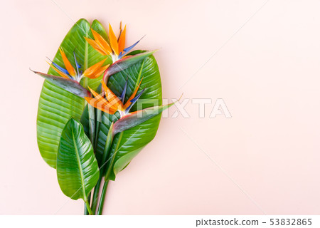 Summer flat lay scenery with strelizia flowers Summer flat lay scenery with strelizia flowers 53832865