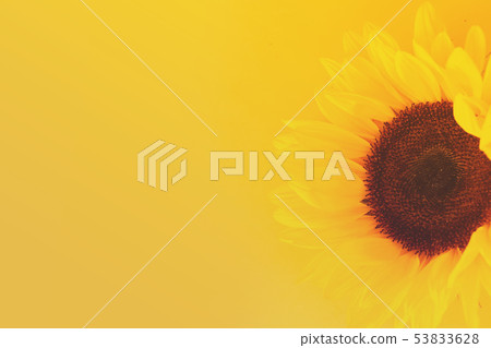 Sunflowers on yellow 53833628