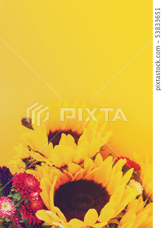 Asters and sunflowers Asters and sunflowers 53833651
