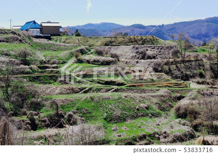 Tanada of spring part 1906 Tanada of spring part 1906 53833716