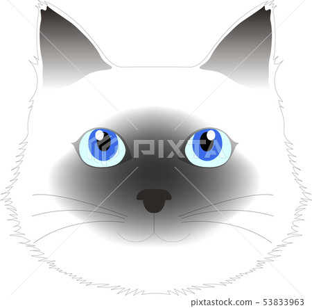Siamese cat face Siamese cat face 53833963