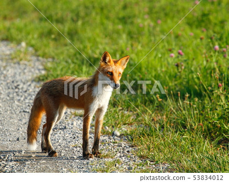 Kita fox 53834012