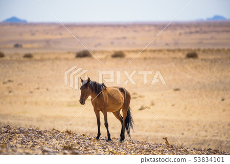 Wild horse of the Namib desert near Garub, south Namibia 53834101
