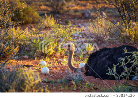 Ostrich guarding its eggs in the Kalahari desert of Namibia 53834120