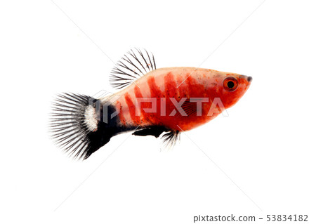 Platy Platy 53834182