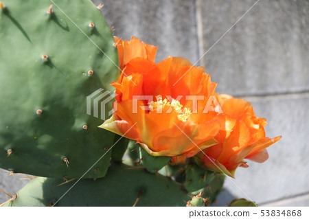 仙人掌花 仙人掌花 53834868