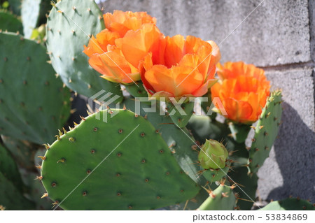 仙人掌花 仙人掌花 53834869