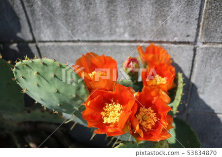 仙人掌花 仙人掌花 53834870