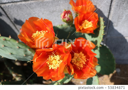 仙人掌花 仙人掌花 53834871
