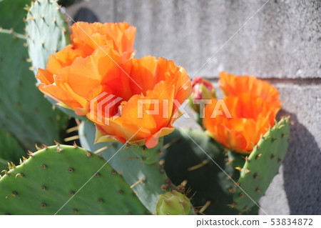 仙人掌花 仙人掌花 53834872