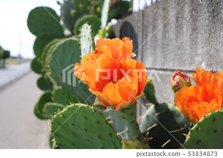 仙人掌花 仙人掌花 53834873