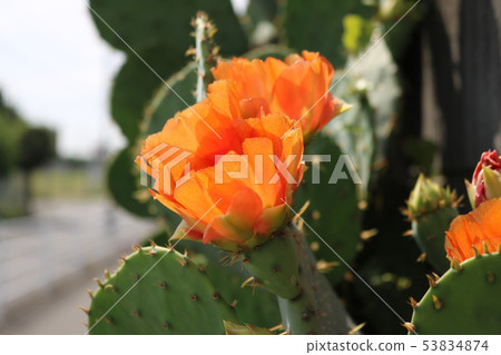 仙人掌花 仙人掌花 53834874