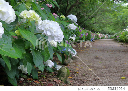 No City Ajisai Highway (Konan City, Kochi Prefecture) No City Ajisai Highway (Konan City, Kochi Prefecture) 53834934