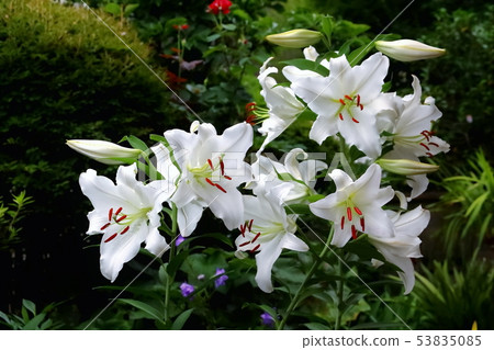 美麗的百合花 美麗的百合花 53835085