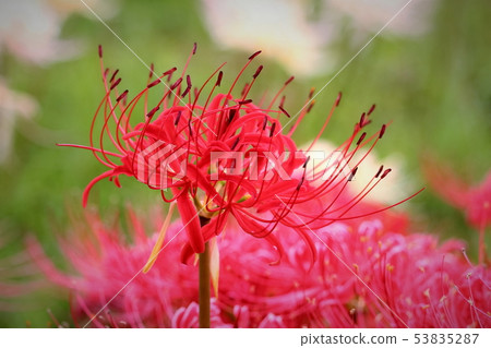 Bright red flowers 53835287
