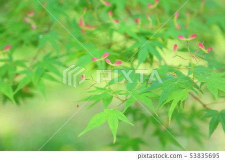 Maple Futaba Maple Futaba 53835695