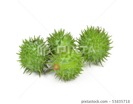 Castor oil plant on white background 53835718