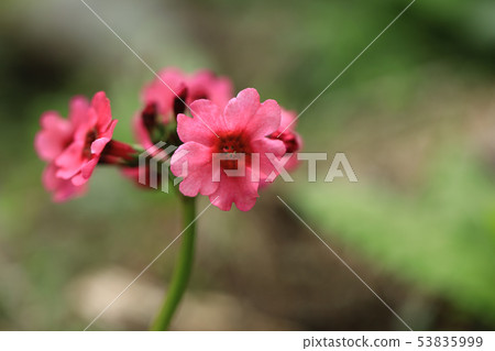 （栃木縣）Oku Nikko，Sentegahama的Kurenai 53835999