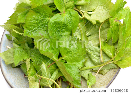 Crisp crisp, fresh smell, flavorful mountain three leaves. Raw vegetables, vegetables image material Crisp crisp, fresh smell, flavorful mountain three leaves. Raw vegetables, vegetables image material 53836028