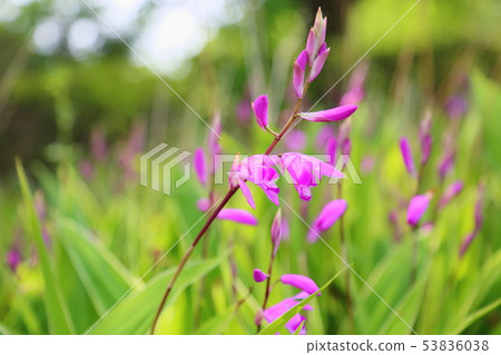 Silane flower 53836038