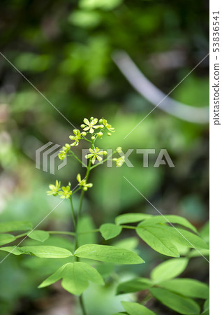 Rui yo button 53836541