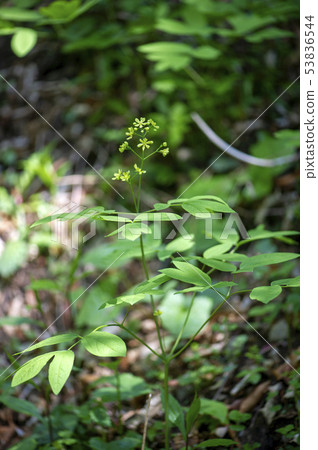 Rui yo button 53836544