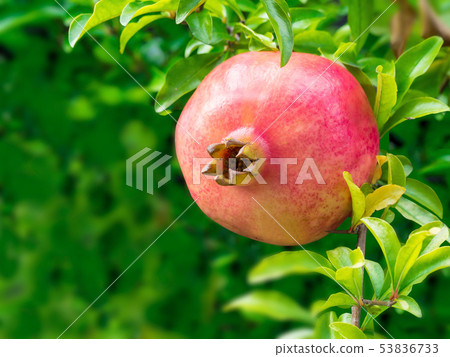 pomegranate  53836733