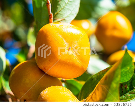 柿子堅果 53836735