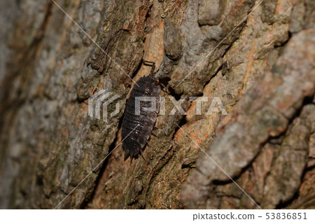 2019 06 09 Warajimushi Sapporo City 53836851