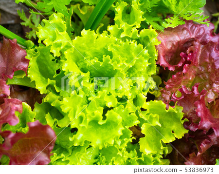 綠色葉子和晴朗的萵苣 綠色葉子和晴朗的萵苣 53836973