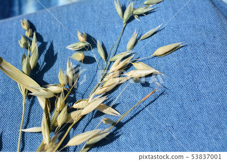Cat grass ear raised, seed, soba, oats, oats, pets, home gardening, image material Cat grass ear raised, seed, soba, oats, oats, pets, home gardening, image material 53837001