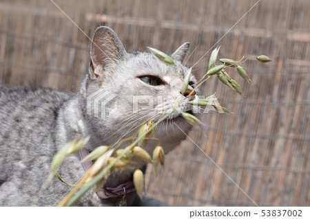 貓,貓,燕麥,燕麥,燕麥,寵物,家庭園藝,圖像素材的貓耳朵 貓,貓,燕麥,燕麥,燕麥,寵物,家庭園藝,圖像素材的貓耳朵 53837002