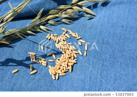 Cat grass seed, cat grass, oats, oats, oats, pets, home gardening, image material Cat grass seed, cat grass, oats, oats, oats, pets, home gardening, image material 53837003