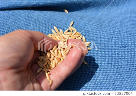 Cat grass seeds, oats, oats, oats, pets, home gardening, image material Cat grass seeds, oats, oats, oats, pets, home gardening, image material 53837004