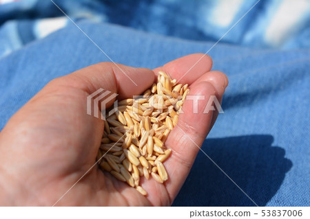 Cat grass seed, cat grass, oats, oats, oats, pets, home gardening, image material 53837006