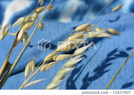 Cat grass seed, cat grass, oats, oats, oats, pets, home gardening, image material Cat grass seed, cat grass, oats, oats, oats, pets, home gardening, image material 53837007
