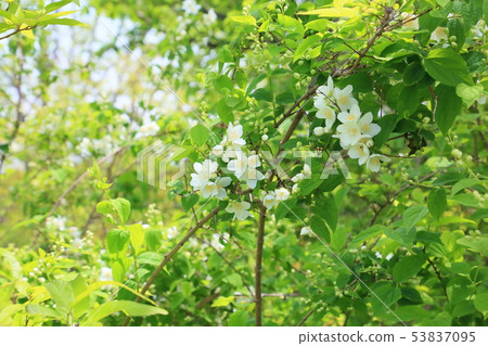 Baikutsugi花 53837095
